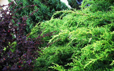 DSC_0099 kopia